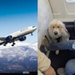 First-Class Seat: ‘Absolute joke’: Passenger annoyed as Delta Airlines gives his first-class seat to service dog